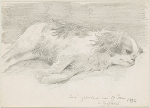 Études de chiens