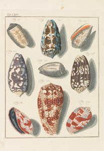 Neues systematisches Conchylien-Cabinet - Friedrich Heinrich Wilhelm Martini