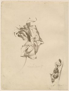 Feuilles flétries - Friedrich Olivier