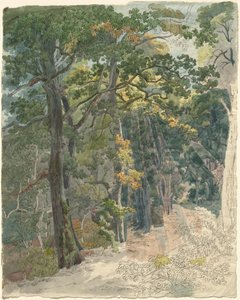 Rayons de Soleil Frappant un Chemin Forestier - Friedrich Salathé