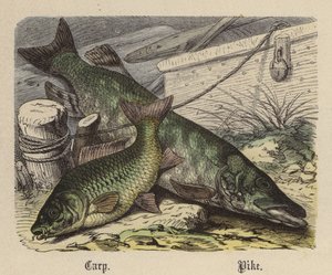 Carpe, Brochet - Friedrich Specht