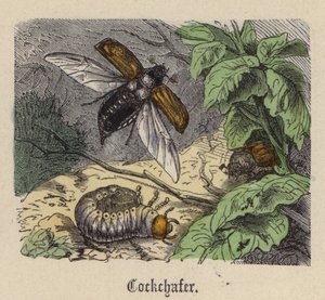 Hannetons - Friedrich Specht