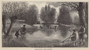 Collecte de frai de poisson - Friedrich Specht