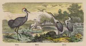 Grue, Cigogne, Héron - Friedrich Specht