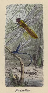 Libellules (gravure en couleur) - Friedrich Specht