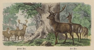Daim, Cerf Rouge - Friedrich Specht