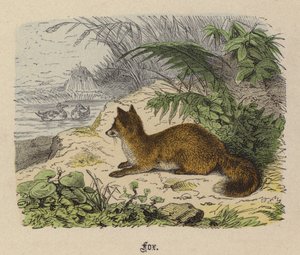 Renard - Friedrich Specht
