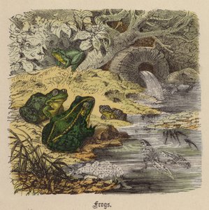 Grenouilles - Friedrich Specht
