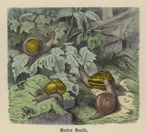 Escargots de jardin - Friedrich Specht