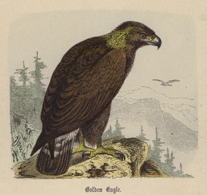 Aigle Royal - Friedrich Specht