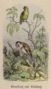 Verdier et Chardonneret - Friedrich Specht