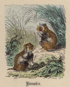 Hamster - Friedrich Specht