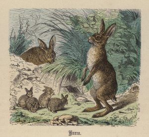 Lièvres (gravure en couleur) - Friedrich Specht