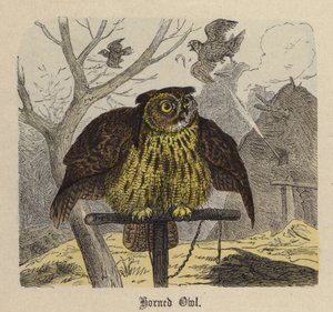 Hibou cornu