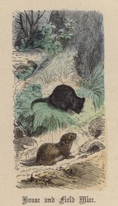 Souris domestiques et des champs - Friedrich Specht