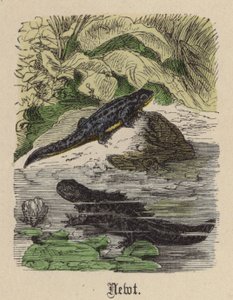 Triton - Friedrich Specht