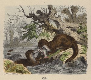 Loutre (gravure en couleur)