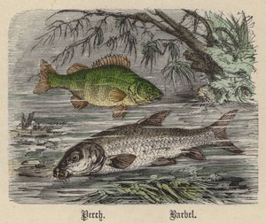 Perche, Barbeau - Friedrich Specht