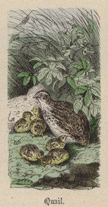 Caille - Friedrich Specht