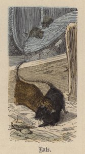 Rats - Friedrich Specht