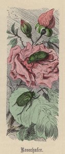 Hanneton des Roses - Friedrich Specht