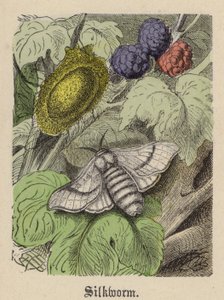 Ver à soie - Friedrich Specht