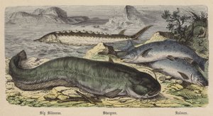 Silure rusé, Esturgeon, Saumon