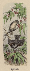 Moineau - Friedrich Specht