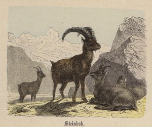 Steinbok