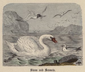 Cygne et Mouette - Friedrich Specht