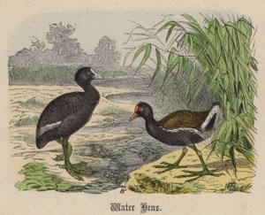 Poule d