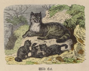 Chat sauvage - Friedrich Specht
