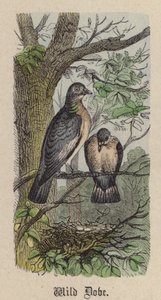 Colombe sauvage - Friedrich Specht
