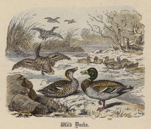 Canards sauvages - Friedrich Specht