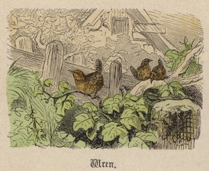 Troglodyte - Friedrich Specht