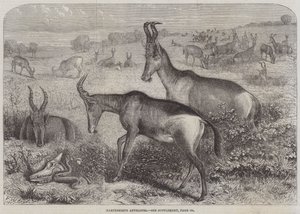 Antilopes Hartebeeste - Friedrich Wilhelm Keyl