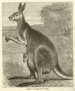 Kangourou et jeune (gravure) - Friedrich Wilhelm Keyl