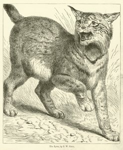 Le Lynx - Friedrich Wilhelm Keyl