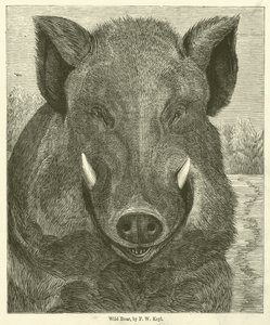 Sanglier