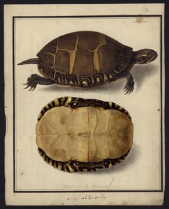Chrysemys picta, avant 1792