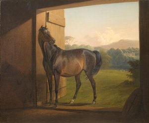 Reveller Mare - Fritz Thomsen