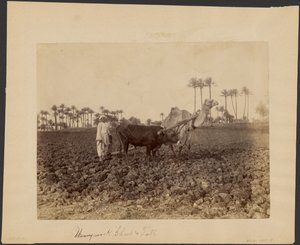 Chameau laboureur