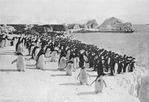 Promenade des pingouins, vers 1911, 1913