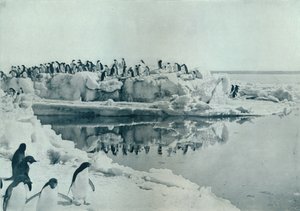 Pingouins sur la banquise, vers 1911, 1913 - G. Murray Levick
