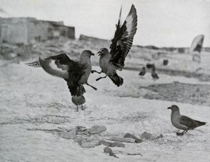 Mouettes skuas se battant pour du gras, 1911, 1913 - G. Murray Levick