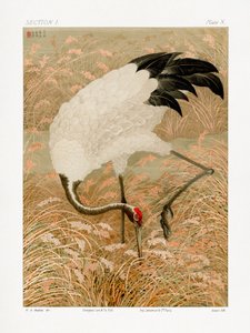 Grue de Sarus dans une rizière - G.a. Audsley