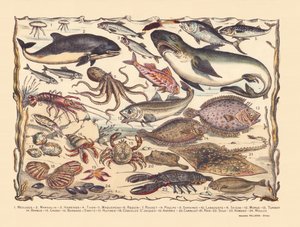 Page 16 : Méduses, marsouin, hareng, thon, maquereau, requin, mulet, poulpe, sardines, homard, seiche, morue, turbot, barbe, crabe, bernard-l