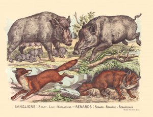 Page 9 : Sangliers : potins, lard, marcassins Renard : renard, renard, renard - Gabriel Gostiaux