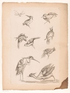 Huit oiseaux chinois, dont des martins-pêcheurs, un héron, un canard et une libellule