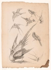 Huit oiseaux chinois, dont peut-être des oiseaux de paradis
